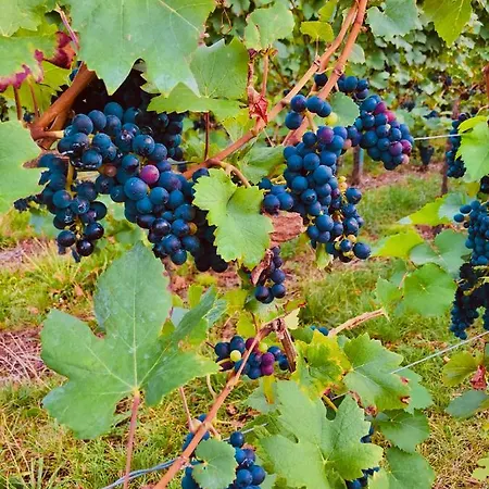 Aurum Appartement Kirchheim am Neckar